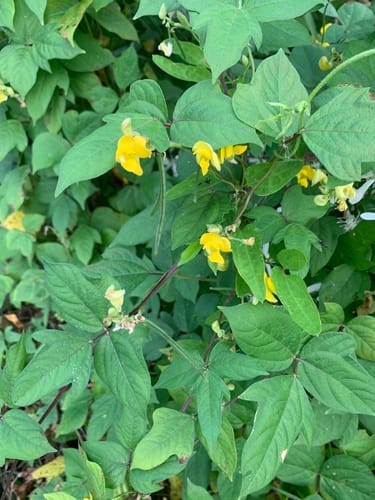 Vigna angularis (Adzuki bean) — photo