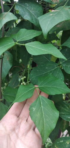 Vigna caracalla (Caracol) — photo