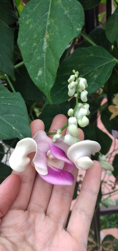 Vigna caracalla (Caracol) — photo