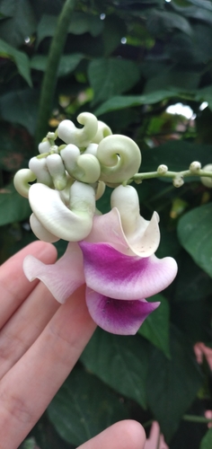 Vigna caracalla