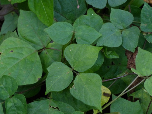 Vigna dalzelliana