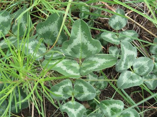 Vigna frutescens (Trailing fire pea) — photo