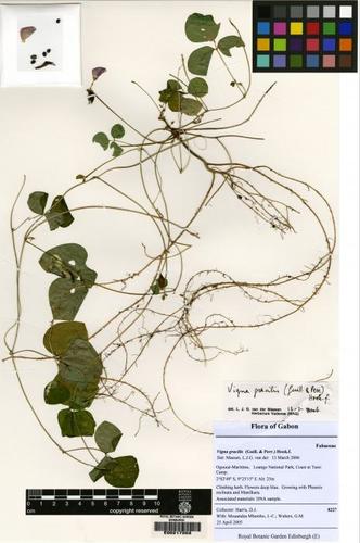 Vigna gracilis — photo