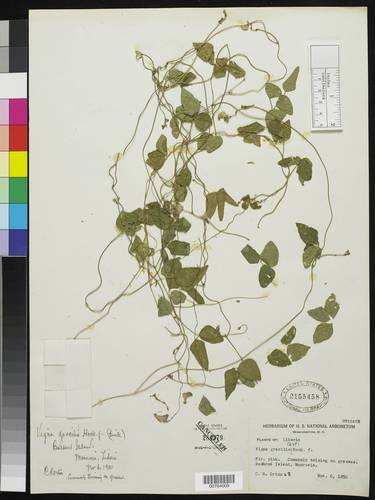 Vigna gracilis