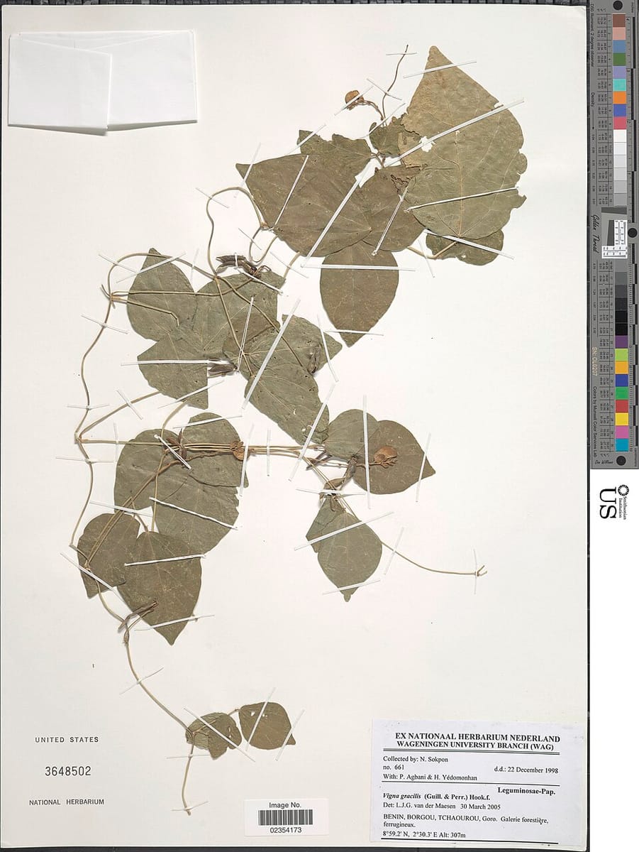 Vigna gracilis — photo