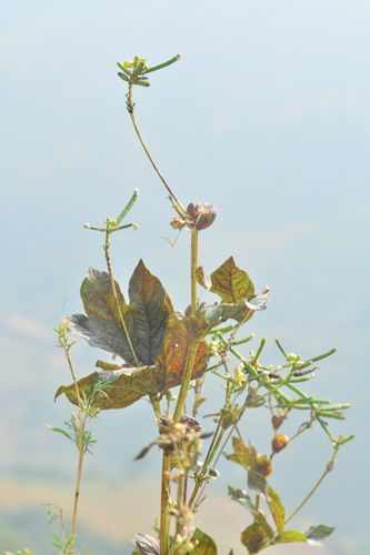 Vigna khandalensis — photo