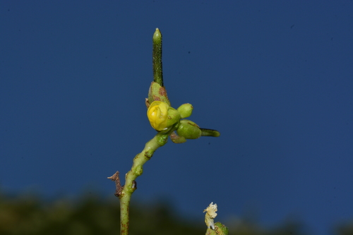 Vigna khandalensis — photo