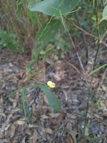 Vigna lanceolata (Bush potato) — photo