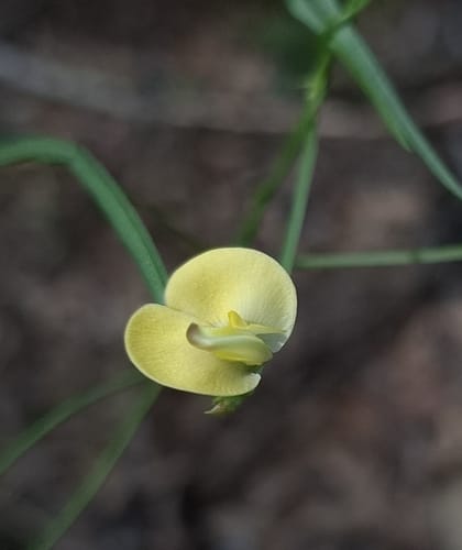 Vigna lanceolata (Bush potato) — photo