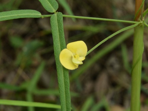 Vigna lanceolata