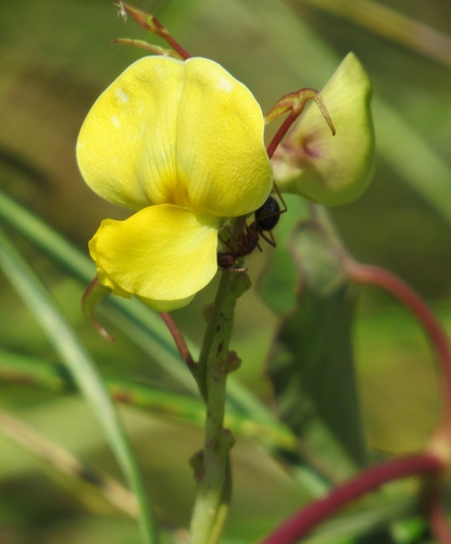 Vigna luteola (Hairypod cowpea) — photo