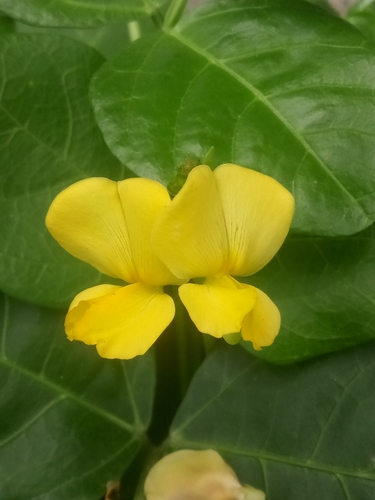 Vigna luteola (Hairypod cowpea) — photo