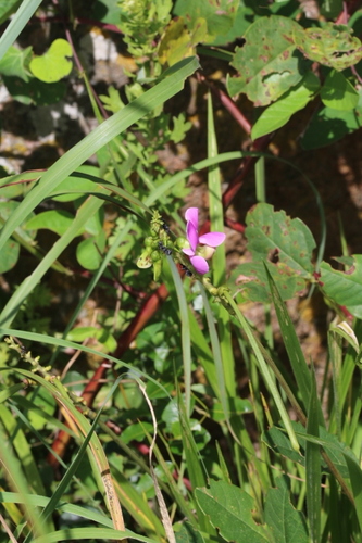 Vigna marginata