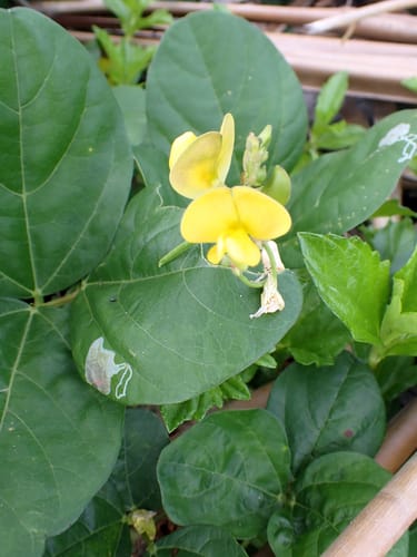 Vigna marina (Dune bean) — photo