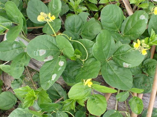 Vigna marina (Dune bean) — photo
