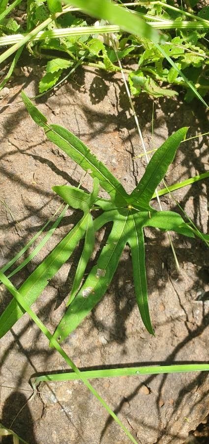 Vigna membranacea — photo
