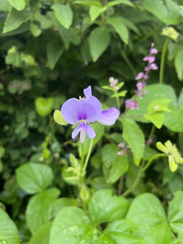 Vigna membranacea subsp. caesia