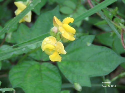 Vigna minima — photo