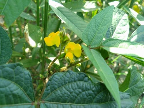 Vigna mungo (Mung bean) — photo