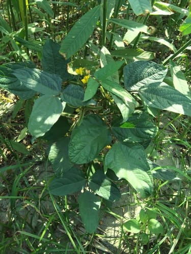 Vigna mungo (Mung bean) — photo