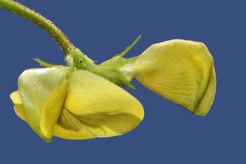 Vigna oblongifolia — photo