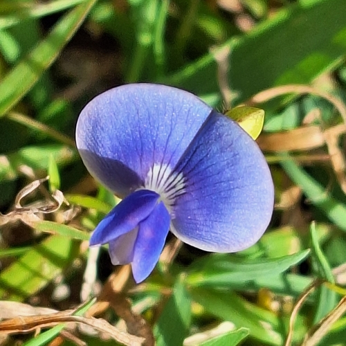 Vigna parkeri — photo