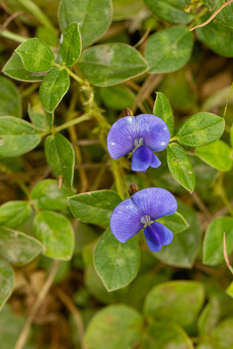 Vigna parkeri