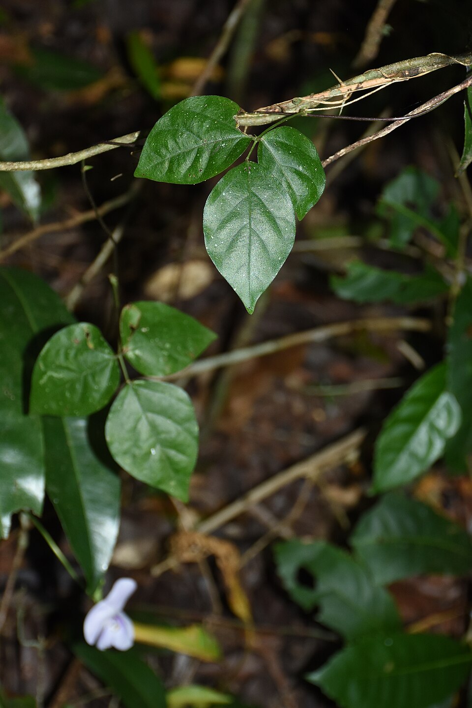 Vigna pilosa — photo