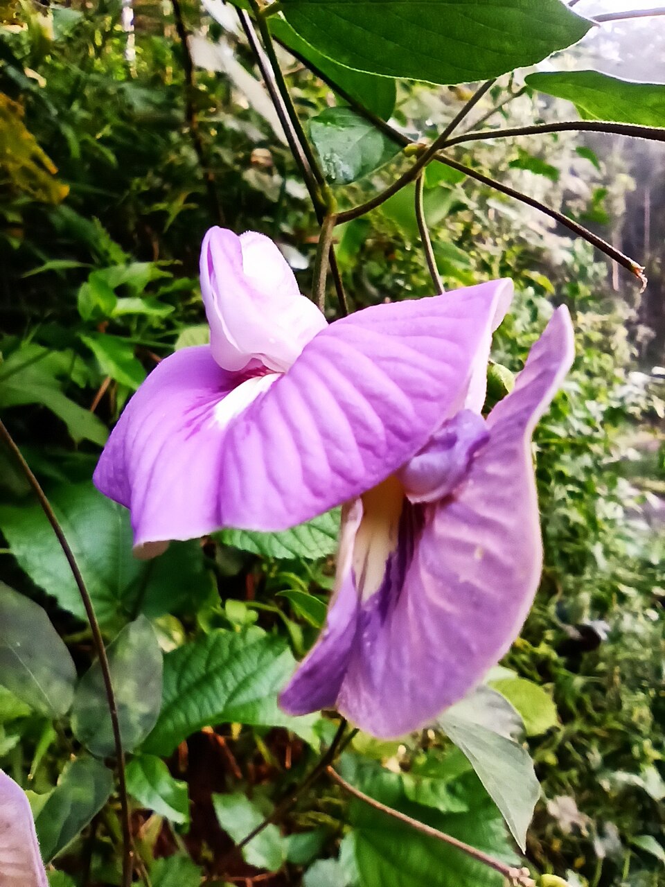 Vigna pilosa