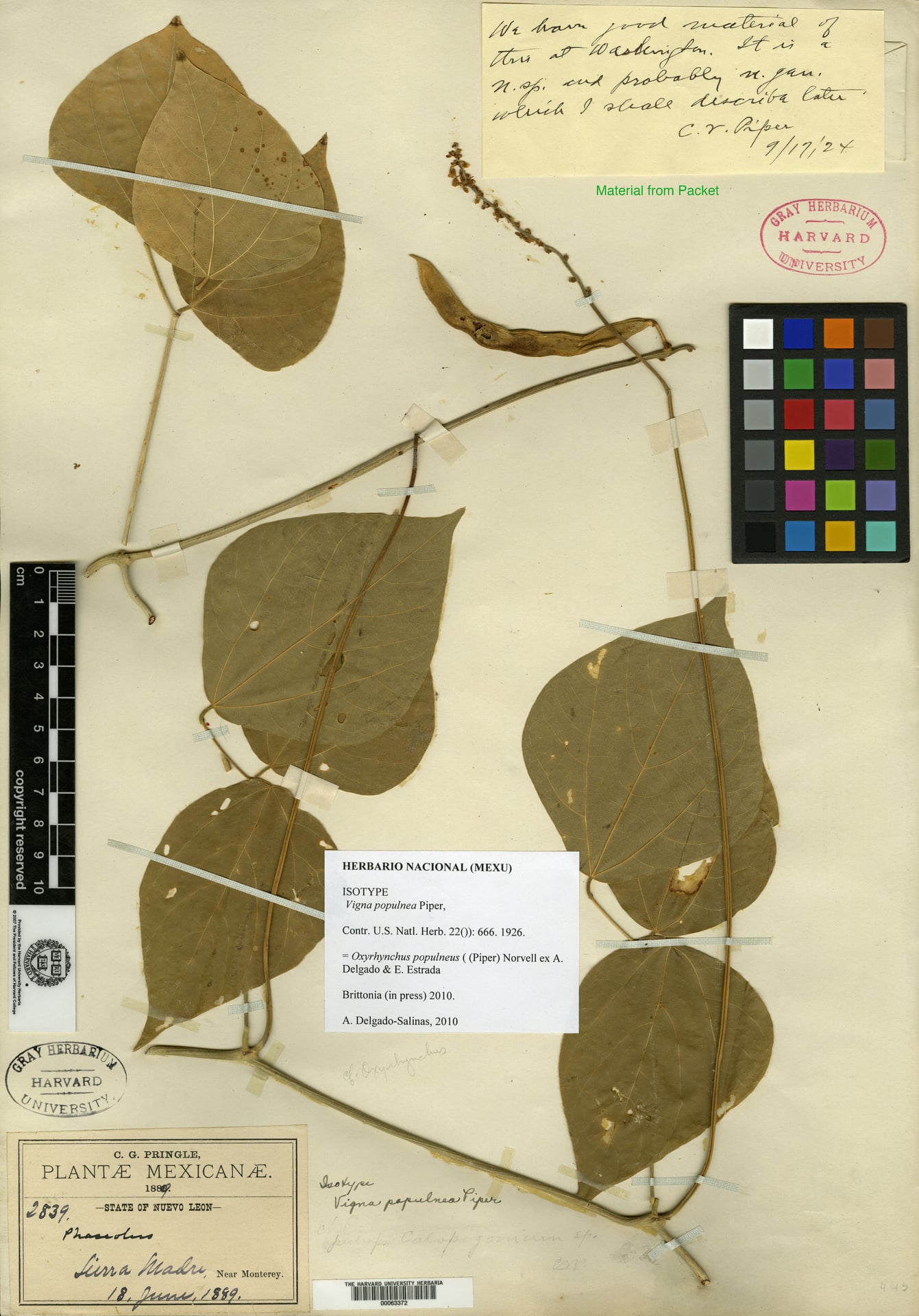 Vigna populnea