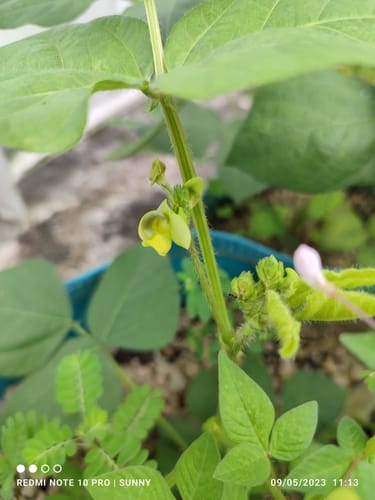 Vigna radiata (Green gram bean) — photo