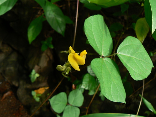 Vigna radiata subsp. sublobata