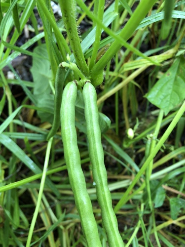 Vigna radiata var. setulosa (Jerusalem pea) — photo