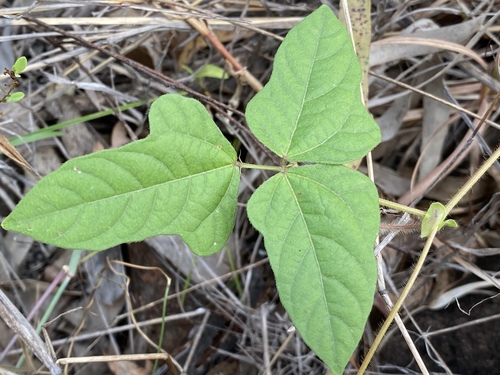 Vigna radiata var. setulosa