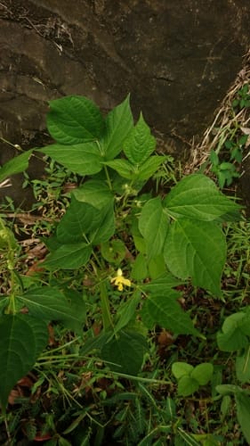 Vigna radiata