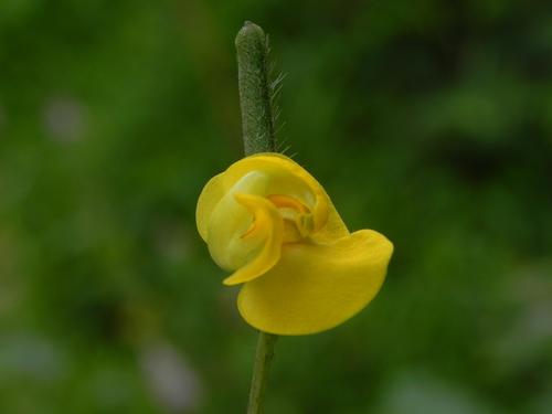 Vigna radiata (Green gram bean) — photo