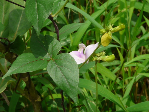 Vigna reticulata — photo