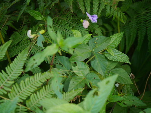 Vigna reticulata — photo