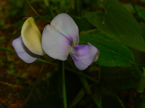 Vigna reticulata