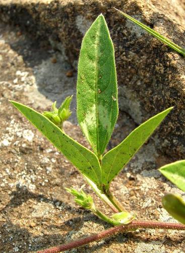 Vigna stenophylla — photo