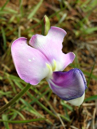 Vigna stenophylla — photo