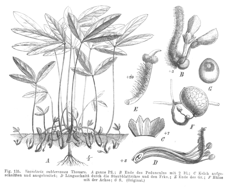 Vigna subterranea (Bambara groundnut) — photo