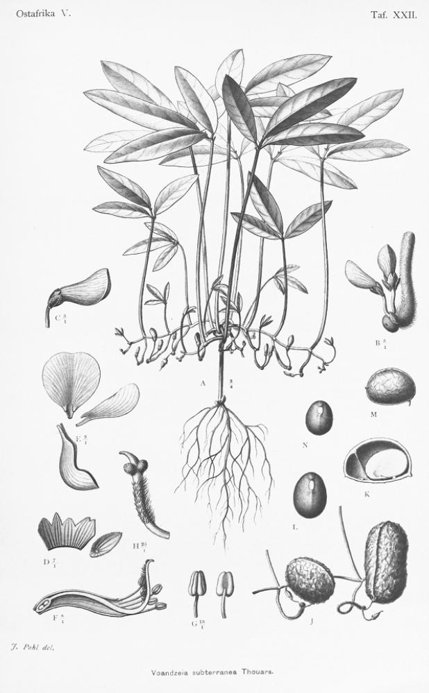 Vigna subterranea