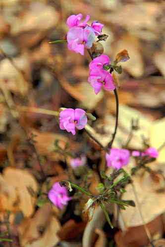 Vigna triloba