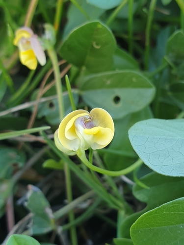Vigna trilobata (Arak moth) — photo