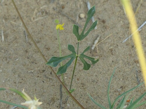 Vigna trilobata