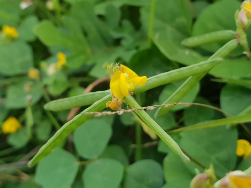 Vigna umbellata (Rice bean) — photo
