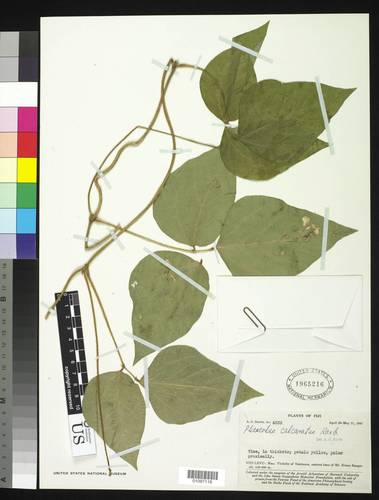 Vigna umbellata (Rice bean) — photo