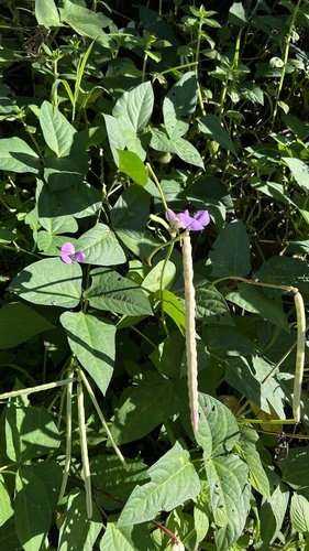 Vigna unguiculata (Cowpea) — photo