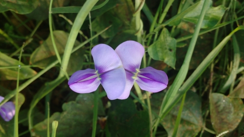 Vigna unguiculata subsp. catjang (Catjang bean) — photo